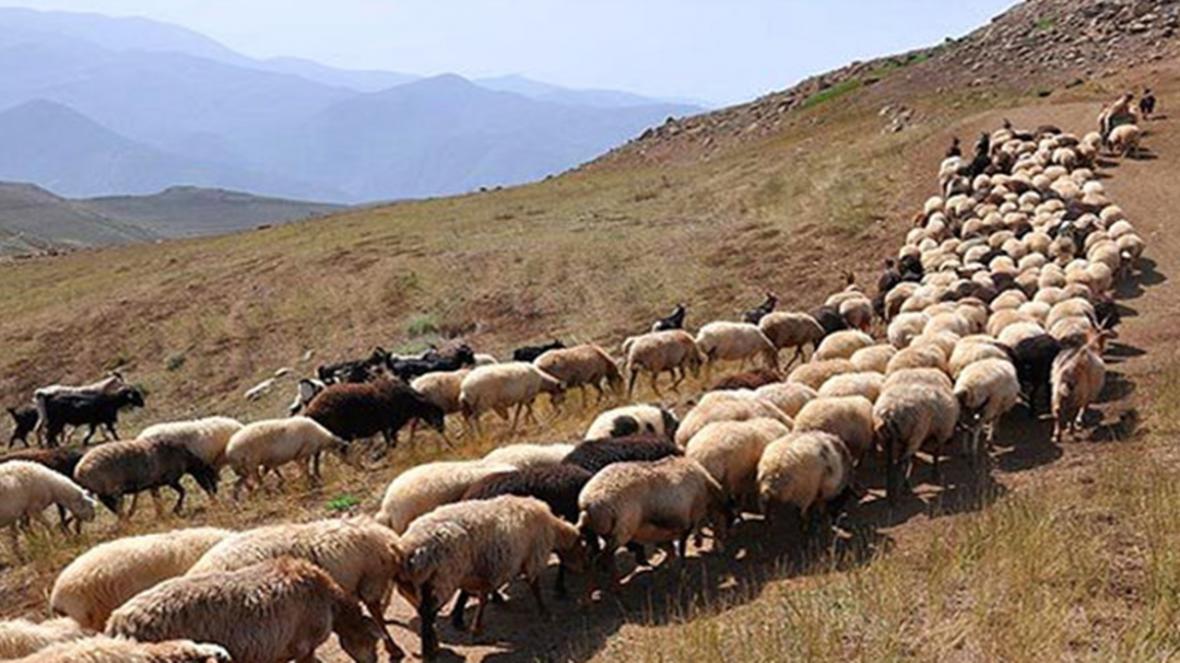 صدور 207 پروانه چرای الکترونیکی برای مرتعداران صدور 207 پروانه چرای الکترونیکی برای مرتعداران