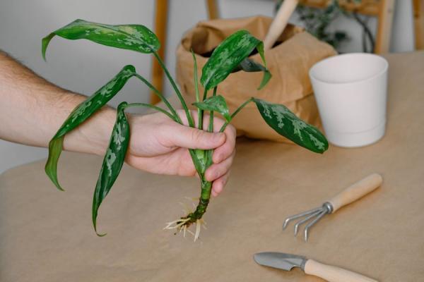 تکثیر آگلونما و آموزش 3 روش اصلی تکثیر آگلونما و آموزش 3 روش اصلی